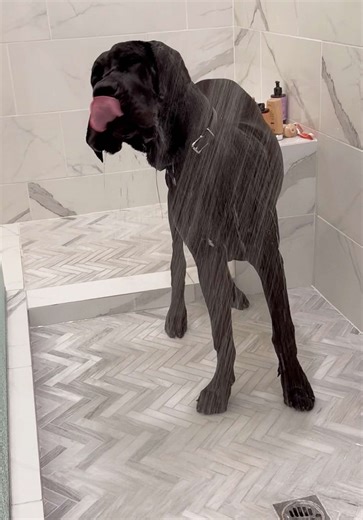 Shower obsessed dog! #greatdane #dogsoftiktok #dogsoftiktok #puppiesoftiktok #doglover