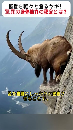 断崖を軽々と登るヤギ！ 驚異の身体能力の秘密とは？ #山ヤギ #野生動物 #断崖 #動物の生態 #自然界