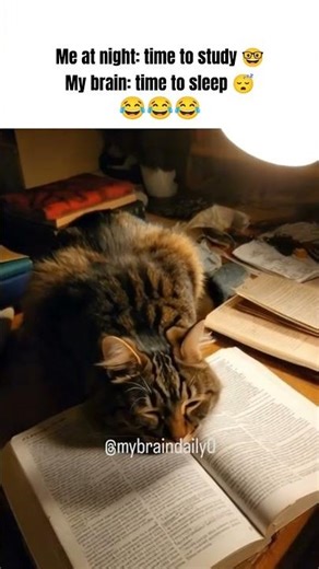 Opening a book is the fastest way to fall asleep 😴📚 #catmemes #studentmemes #funnyshorts #comedy