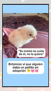 5.7M views · 349K reactions | Los animales siempre dándonos lecciones  #ave #bird #nature #amorporlanaturaleza #faunatica #pajaroloco #increible #naturaleza #aves #pajaro #volar #naturelovers #libertad #avesexoticas #wonderful #pajaritos #pajarito #gallina #pollo #pollito | Faunática | Facebook