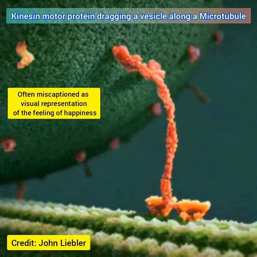 All Around Science (Official) on Instagram: "This beautiful animation made by John Liebler is often miscaptioned From 3D animation "Inner Life of the Cell", on YouTube Channel "XVIVO Scientific Animation" Source: link in bio https://www.artofthecell.com/well-you-can-tell-by-the-way-i-use-my-walk/ The animation shows a Kinesin motor protein dragging a vesicle along a Microtubule. These kind of vesicles usually carry proteins bound to the cell's outer membrane. -- While some posts assert that this