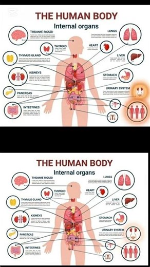 Inside Your Body: Female Reproductive System 🩺✨#HumanBiology #healthtips #usashorts