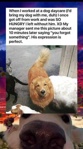 Ranking the Funniest Animal Memes 😂