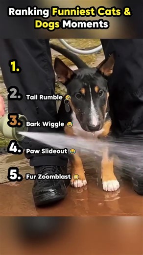 Ranking Funniest Cats & Dogs Moments 14 || #shorts #ranking #rankingshorts #bestmoments