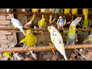 Beautiful budgies parakeets video | Cute Australian Budgies singing Sound