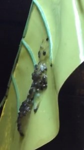 3.7K views · 188 reactions | Here you can see running water stimulating Red Eye Tree Frog eggs to hatch and fall into their water pool below as free-swimming tadpoles! | Josh's Frogs | Facebook