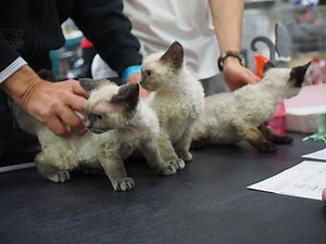 Te koty rasowe kochają Polacy! To najpiękniejsze koty rasowe