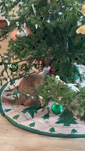 16K views · 1.2K reactions | Meowdy purrtners. Monty helping Grandpa install the tree skirt 類 練 If you’re a fan of Jack Spicer’s kitty cat cowboy content please consider subscribing or joining his Patreon linked in bio  everything helps ❤️ #cat #cats #catlover #catsofinstagram #catlovers #cats_of_instagram #kittycat #tuxedocat #kitty #catlife | Aaron Apps | Facebook