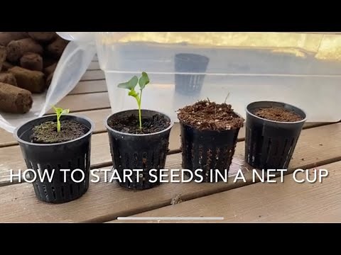 How to start plants from seeds in a Net Cup