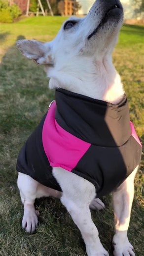 co dostałaś/eś na święta? #dogcommunity #pies #kokos #swieta #kundelek