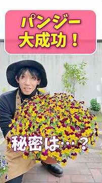 [Just one plant] Pansies and violas were a huge success! I'll show you how to grow them!