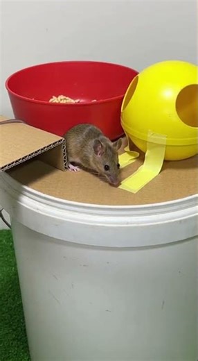 Best Toys For Your Pet Rats DIY Toys For Endless Fun #PetRats #DIYToys #RatPlay