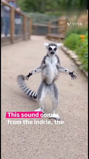 Everyone Thinks This a Human Scream💀