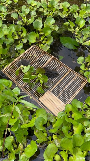 6.5K views · 37 reactions | Primitive Bamboo Cage Fishing | Fishing & Village Tradition | Facebook