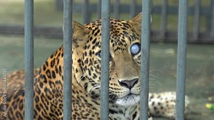 Blind Javan leopard resting on the cage ground at the animal sanctuary with blur background