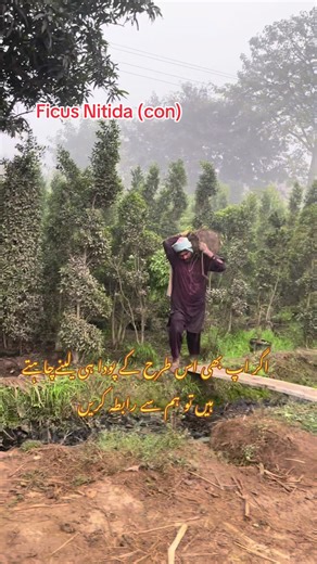 Explore Ficus Nitida Plants for Your Garden