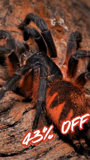 🚨𝐒𝐩𝐢𝐝𝐞𝐫𝐦𝐚𝐧𝐢𝐚 𝐢𝐬 𝐋𝐈𝐕𝐄 - 𝐔𝐩 𝐭𝐨 𝟔𝟎% 𝐎𝐅𝐅🚨 Our biggest sale and restock of the year is now live! We have 𝐍𝐄𝐕𝐄𝐑 had discounts this low, you'll want to shop now before your favorites are sold out and these deals are 𝐆𝐎𝐍𝐄. 🕷️ Prices as low as $𝟏𝟓 🕷️ Discounts on your 𝐅𝐀𝐕𝐎𝐑𝐈𝐓𝐄𝐒 🕷️ Exclusive: Species 𝐍𝐄𝐖 to USA 🛒𝐋𝐈𝐌𝐈𝐓𝐄𝐃 𝐐𝐔𝐀𝐍𝐓𝐈𝐓𝐈𝐄𝐒, Shop Now | Exotics Unlimited