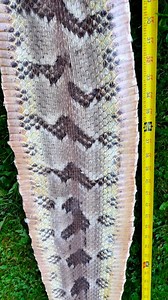 This massive Rattlesnake is huge! Let us know in the comments the longest Rattlesnake you’ve ever encountered! #Snake #rattlesnake #hiking #camping #outdoors #fblifestyle | Tails and Scales