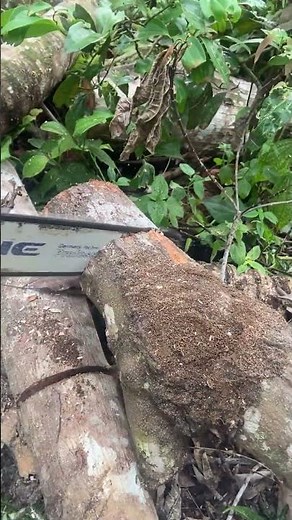 Splitting Firewood with Chainsaw – Quick Method!