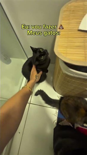 I'm going to poop, my cats: