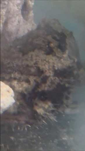 A Day in the Life of a Rare Toadfish (Stonefish)!