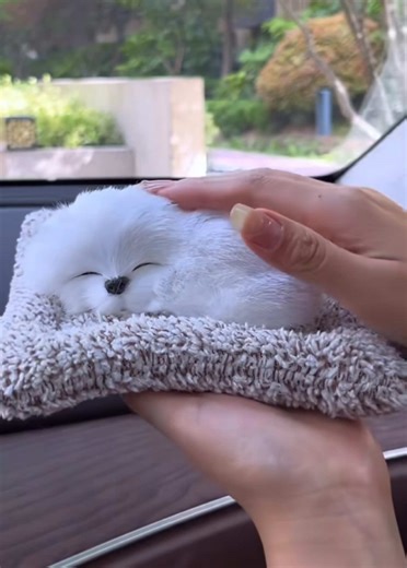 #hiasankereta #anjingkucing #cutepet #caraccessories #hiasanrumah