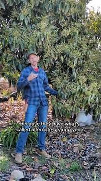 Meet the Fuerte: The OG California Avocado You Need To Know!