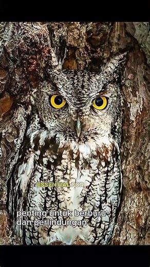 Night Predator - series: The Secret of the Owl's Invisible Camouflage! 🦉🌳