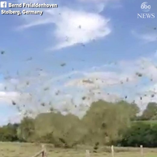 Mesmerizing video shows a small whirlwind kicking up freshly cut grass and twisting it around in a field in Germany. http://abcn.ws/2xe7KnX | ABC News