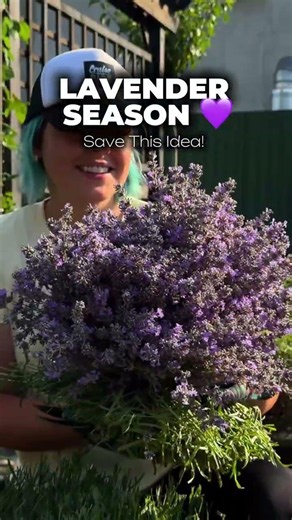 Why Your Lavender Isn't Blooming
