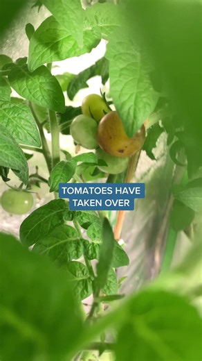 Growing Tomatoes in a Grow Tent | Indoor Gardening Tips