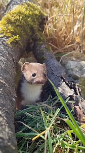 3.9K views · 141 reactions | Meet our smallest carnivorous mammal in...