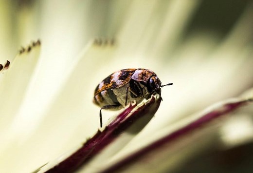 8 Tiny Bugs in Bed but Not Bed Bugs | How to Identify and Eliminate Them! - Pest Samurai