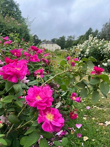 4K views · 47 reactions | Did you know Morden Hall Park NT rose...