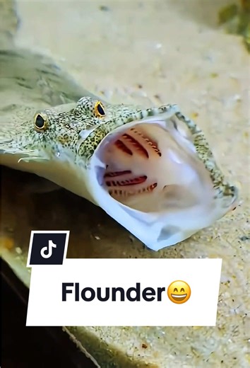 Understanding Flounder Eye Placement