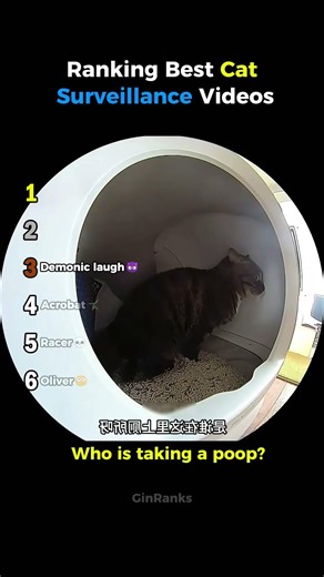 Ranking Best Cat Survelliance Moments