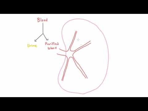 Path of Blood in the Kidney - Renal Artery, Afferent Arteriole, and the Glomerulus