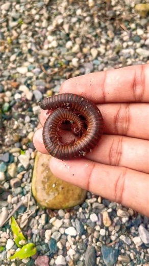 Millipede’s Secret Defense! 😱🐛 #shorts #trending