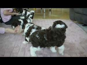 Cockapoo Puppies For Sale