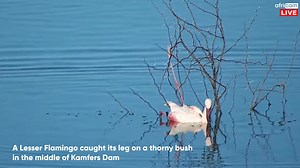 The Lesser Flamingo that was rescued after getting caught in a thorny bush was released back into Kamfers Dam last week! Check out the live camera to watch the beautiful flamingos and other birds that live there: https://africam.com/wildlife/stream/flamingos-live BirdLife South Africa | Africam