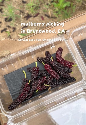 u pick cherries & brentwood farmer’s market (sat 8-12) nearby #bayarea #brentwood #fruitpicking #mulberry