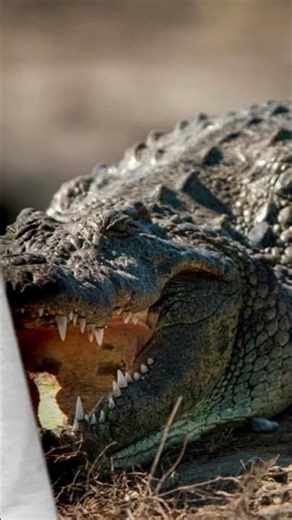 The Predator That Rules the Nile: Part 2 #animalshorts #crocodile #egypt