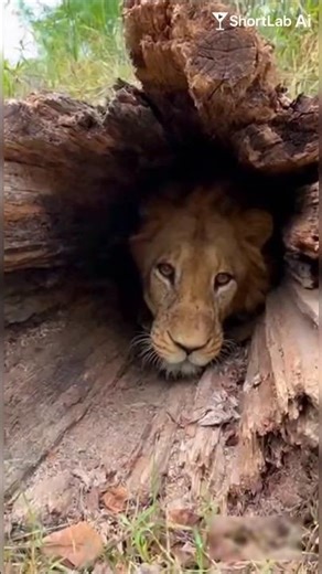 An African lion was found trapped deep inside a hollow wooden #savelions