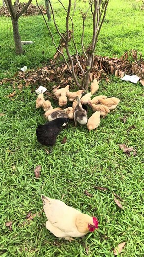 Meal time! First come, first served for little geese and chicks #BabyGeese #BabyChicks #FarmLife