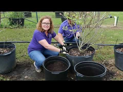 Growing Blueberries in Containers