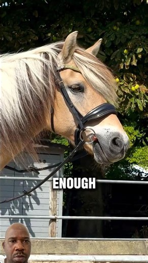 Only true horse lovers know this ancient breed #horse #animals #shorts