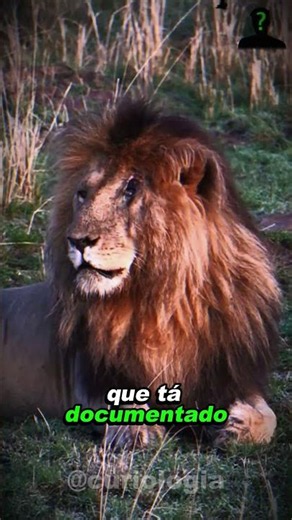 SCARFACE: THE STRONGEST LION OF ALL TIME... #lion #curiosities #biologisthenrique