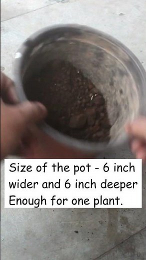 How to grow Calendula Flower The EASY Way!