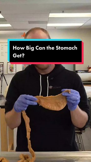 Big Eater Stomach Capacity Explained