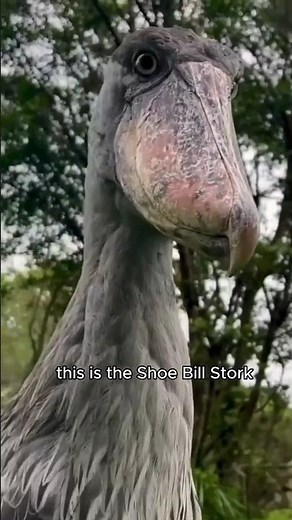 The Bird That Terrifies Crocodiles 😳 | Shoebill Stork Explained